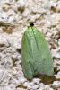 Tortrix viridana